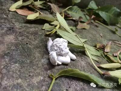 拉雪兹神父公墓金秋景色